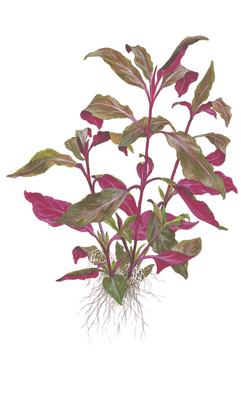 Alternanthera reineckii 'Purple' (lilacina)