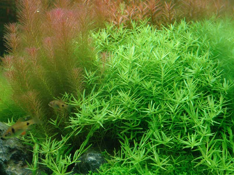 rotala-sp-green