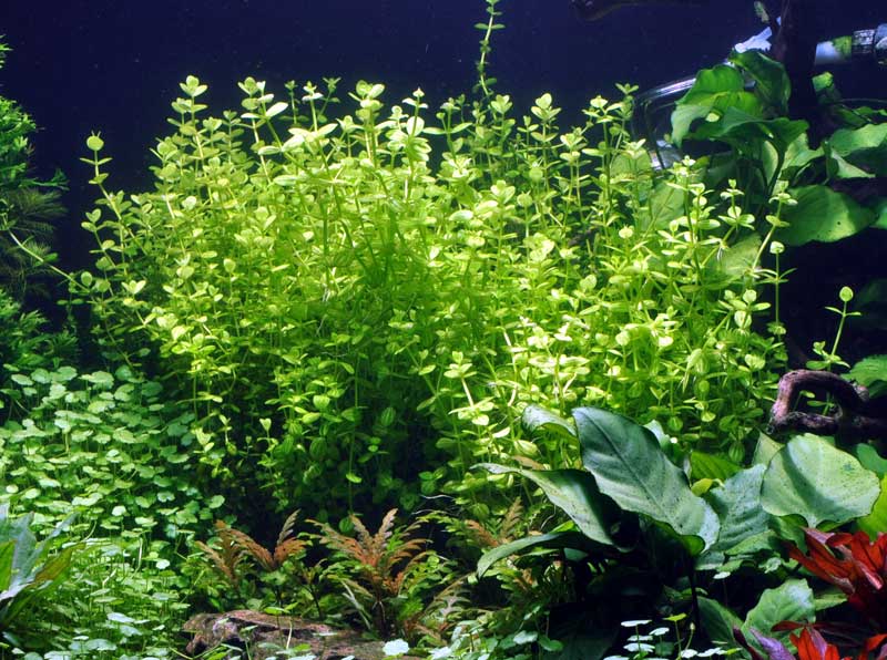 lindernia-rotundifolia