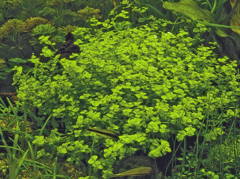 micranthemum-umbrosum