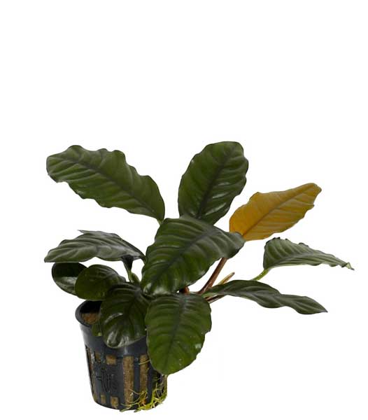 anubias-barteri-coffeefolia