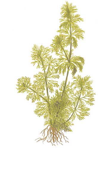 limnophila-sessiliflora