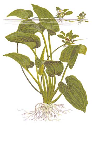 echinodorus-macrophyllus