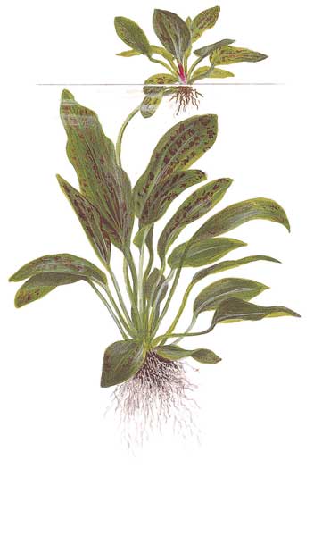 echinodorus-ozelot-green