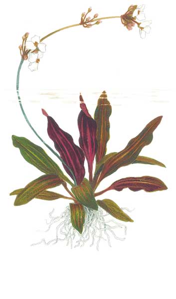 echinodorus-rubin