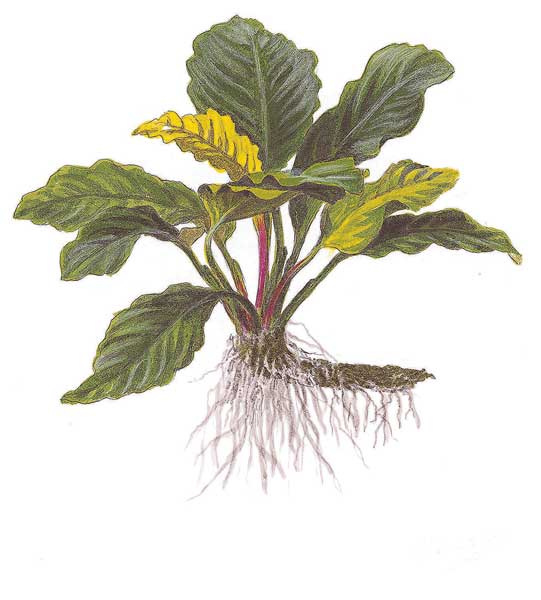 anubias-barteri-coffeefolia-