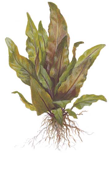 cryptocoryne-undulata-broad-leaves
